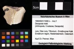 Foto (Objket + Etiketten) von Goniodromites bidentatus (Reuss, 1859) 